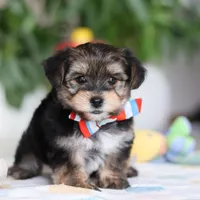 Riley, a male Morkie for sale in Baltic, OH – Photo 3 of 10