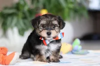 Riley, a male Morkie for sale in Baltic, OH – Photo 3 of 10