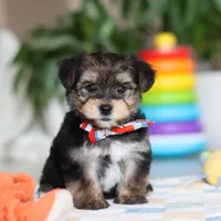 Riley, a male Morkie for sale in Baltic, OH – Photo 4 of 10