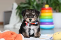 Riley, a male Morkie for sale in Baltic, OH – Photo 1 of 10