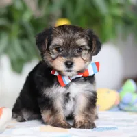 Riley, a male Morkie for sale in Baltic, OH – Photo 6 of 10
