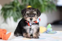 Riley, a male Morkie for sale in Baltic, OH – Photo 6 of 10