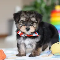 Riley, a male Morkie for sale in Baltic, OH – Photo 5 of 10