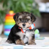 Riley, a male Morkie for sale in Baltic, OH – Photo 8 of 10