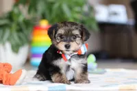 Riley, a male Morkie for sale in Baltic, OH – Photo 8 of 10