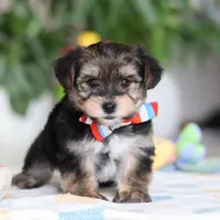 Riley, a male Morkie for sale in Baltic, OH – Photo 10 of 10