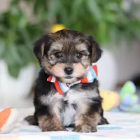 Riley, a male Morkie for sale in Baltic, OH – Photo 9 of 10