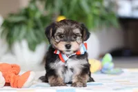 Riley, a male Morkie for sale in Baltic, OH – Photo 9 of 10