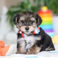 Riley, a male Morkie for sale in Baltic, OH – Photo 7 of 10