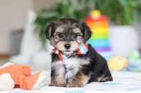 Riley, a male Morkie for sale in Baltic, OH – Photo 7 of 10