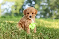 Patrick, a male Maltipoo for sale in Baltic, OH – 7 of 10