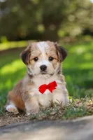 Travis, a male Morkie for sale in Baltic, OH – Photo 7 of 10