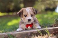 Travis, a male Morkie for sale in Baltic, OH – Photo 10 of 10