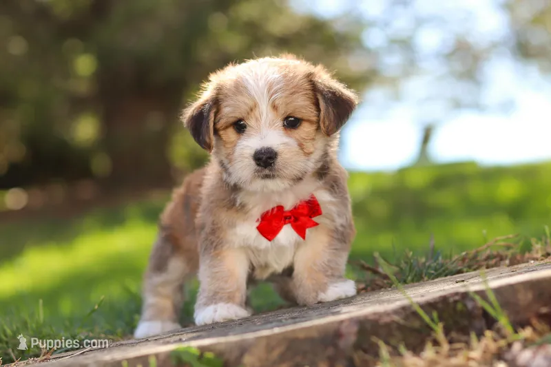Travis, a male Morkie for sale in Baltic, OH – Photo 1 of 10