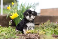 Layla, a female Morkie for sale in Baltic, OH – Photo 6 of 7