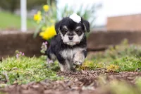 Layla, a female Morkie for sale in Baltic, OH – Photo 3 of 7