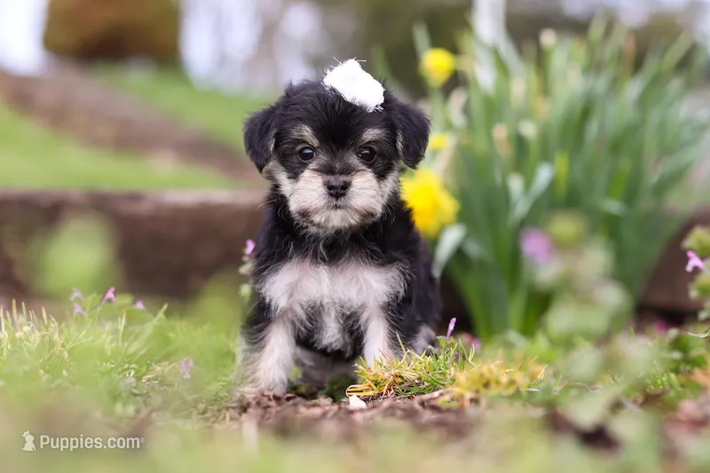 Layla – Morkie puppy for sale in Baltic, OH