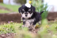 Layla, a female Morkie for sale in Baltic, OH – Photo 7 of 7