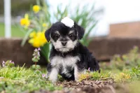 Layla, a female Morkie for sale in Baltic, OH – Photo 2 of 7