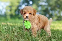 Patrick, a male Maltipoo for sale in Baltic, OH – 8 of 10