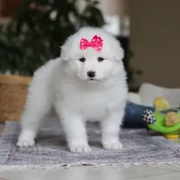 Poppy, a female Samoyed for sale in Baltic, OH – Photo 4 of 10