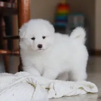 Poppy, a female Samoyed for sale in Baltic, OH – Photo 7 of 10