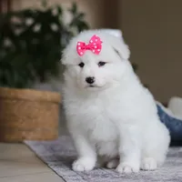 Poppy, a female Samoyed for sale in Baltic, OH – Photo 2 of 10
