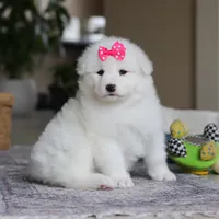Poppy, a female Samoyed for sale in Baltic, OH – Photo 1 of 10