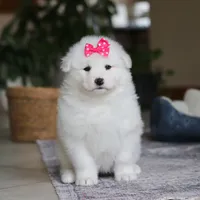Poppy, a female Samoyed for sale in Baltic, OH – Photo 3 of 10