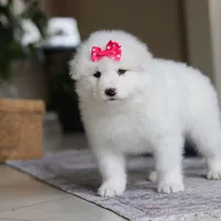 Poppy, a female Samoyed for sale in Baltic, OH – Photo 6 of 10
