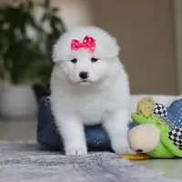 Poppy, a female Samoyed for sale in Baltic, OH – Photo 5 of 10