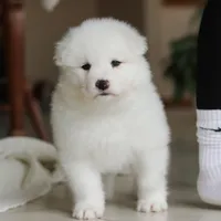 Poppy, a female Samoyed for sale in Baltic, OH – Photo 10 of 10