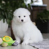Poppy, a female Samoyed for sale in Baltic, OH – Photo 9 of 10