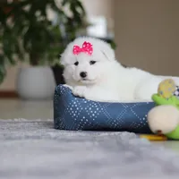 Poppy, a female Samoyed for sale in Baltic, OH – Photo 8 of 10