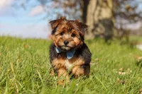 Macy, a male Morkie for sale in Baltic, OH – Photo 2 of 7