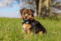 Macy, a male Morkie for sale in Baltic, OH – Photo 1 of 7