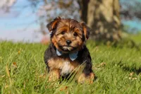 Macy, a male Morkie for sale in Baltic, OH – Photo 5 of 7