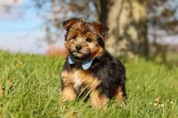 Macy, a male Morkie for sale in Baltic, OH – Photo 7 of 7