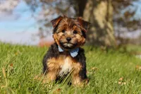 Macy, a male Morkie for sale in Baltic, OH – Photo 6 of 7