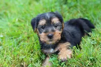 Marcus, a male Morkie for sale in Baltic, OH – 8 of 8