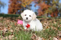 Colby, a male Maltese for sale in Baltic, OH – 6 of 10