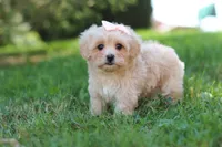 Annie, a female Maltipoo for sale in Baltic, OH – 5 of 10