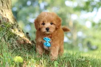Conner, a male Maltipoo for sale in Baltic, OH – 8 of 10