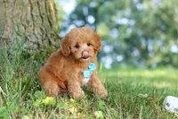 Conner, a male Maltipoo for sale in Baltic, OH – 4 of 10