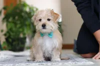 Rory, a male Morkie for sale in Baltic, OH – Photo 1 of 4
