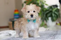 Rory, a male Morkie for sale in Baltic, OH – Photo 3 of 4