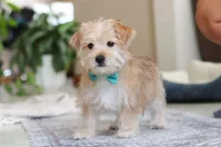 Rory, a male Morkie for sale in Baltic, OH – Photo 2 of 4