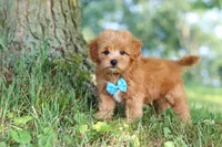 Conner, a male Maltipoo for sale in Baltic, OH – 2 of 10