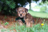 Archie, a male Morkie for sale in Baltic, OH – 3 of 8
