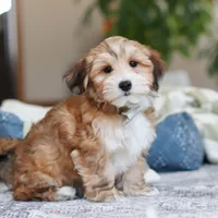 Tyson, a male Morkie for sale in Baltic, OH – Photo 5 of 6